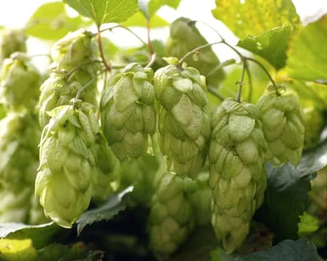 Build Your Own Beer Garden: Growing Hops Proves to Be Easy and Fulfilling